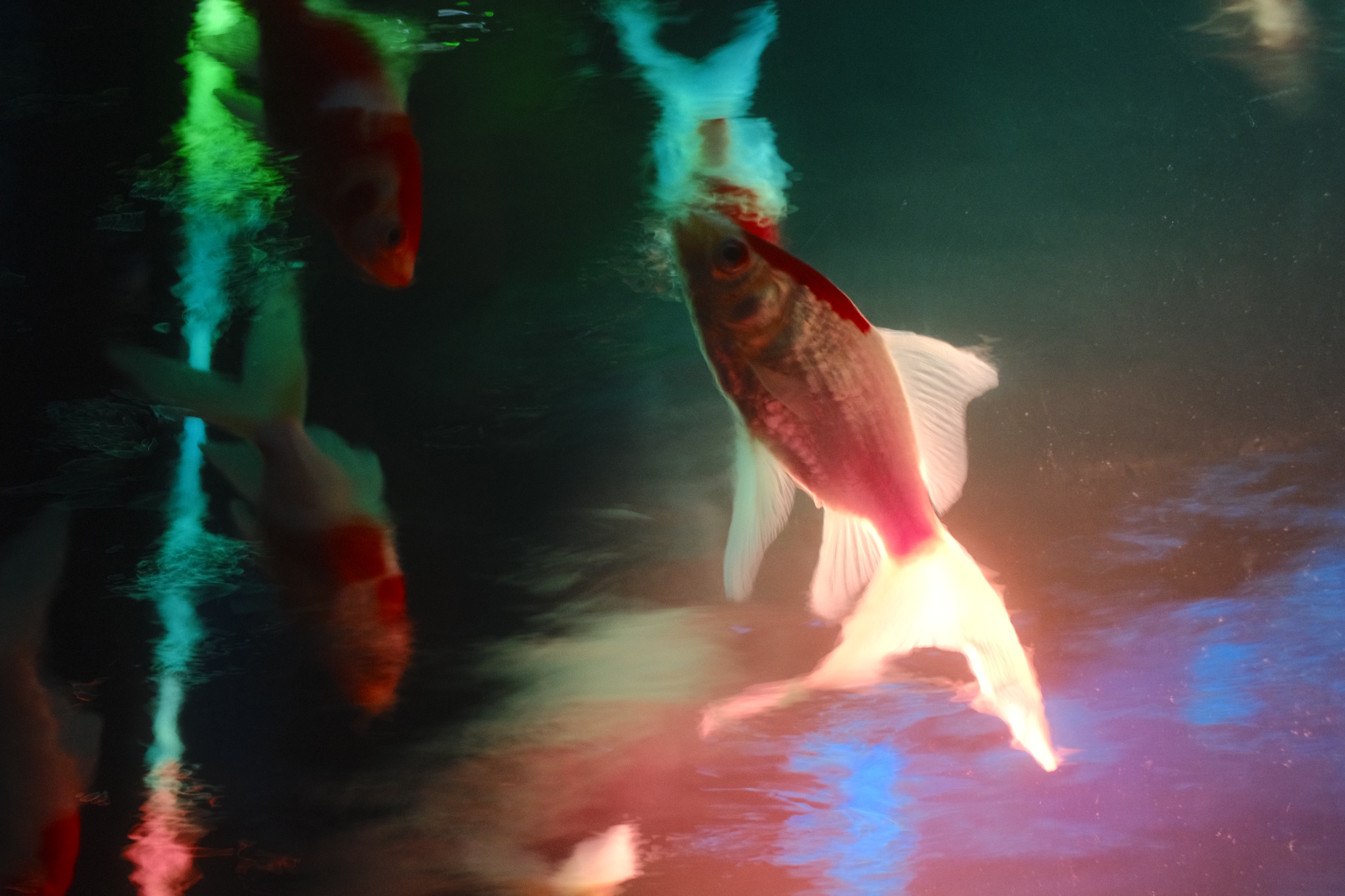 Goldfish moving through colored light