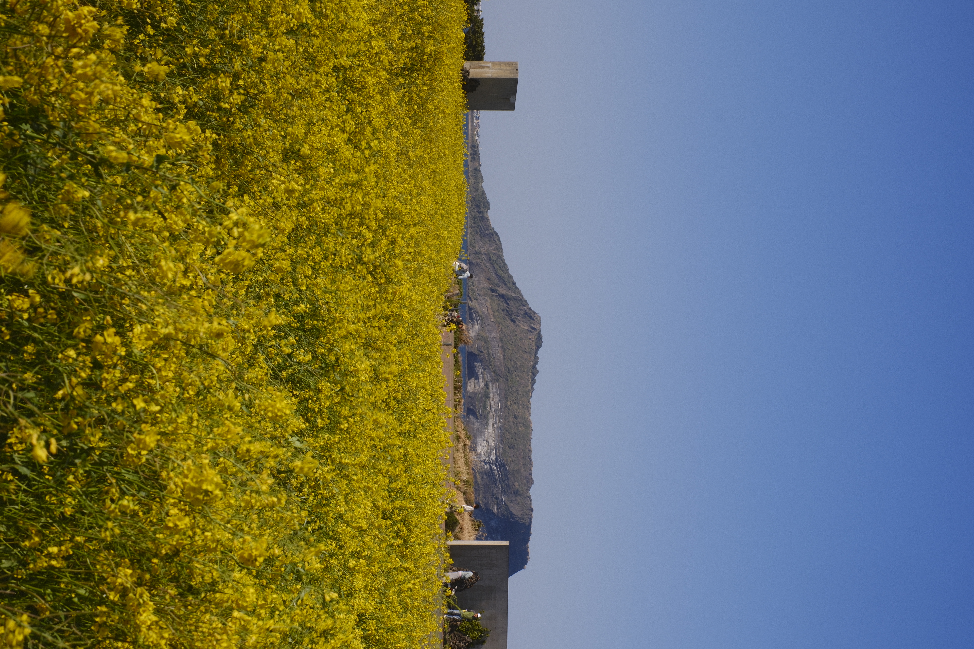 Yellow field with island in the distance